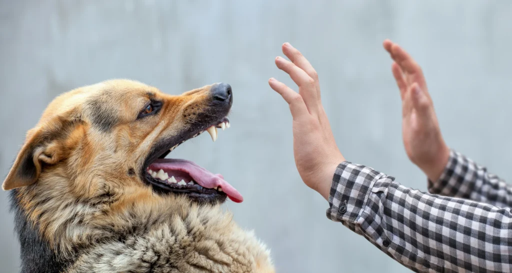 Can I File Dog Bite Claim Against Landlord If Dog Owner Has No Insurance? Can I File Dog Bite Claim Against Landlord If Dog Owner Has No Insurance?