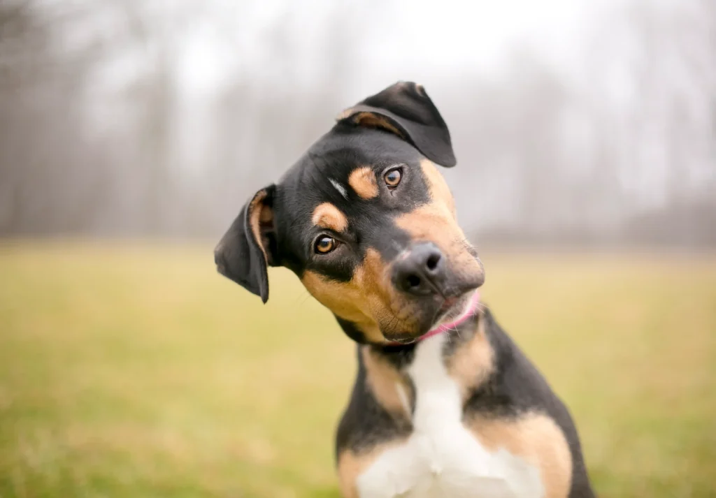 Can Child Recover Full Compensation After Dog Bite? Can Child Recover Full Compensation After Dog Bite?